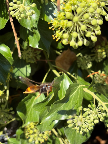 Yellow-legged Hornet
