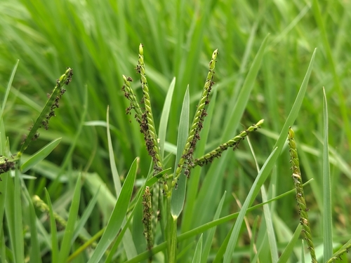 Paspalum distichum