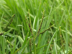 Paspalum distichum