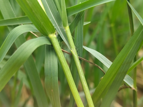 Paspalum distichum, photograph 1