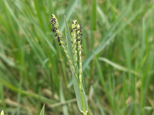 Paspalum distichum, photograph 2