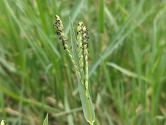 Paspalum distichum, photograph (c) Augustin Soulard, some rights reserved (CC BY)