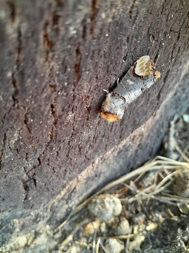 Buff-tip
