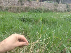 Paspalum distichum, photograph (c) Augustin Soulard, some rights reserved (CC BY)