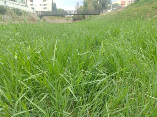 Paspalum distichum, photograph 4