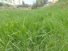 Paspalum distichum, photograph (c) Augustin Soulard, some rights reserved (CC BY)