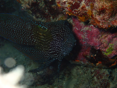 Calloplesiops observed 2026-09-14