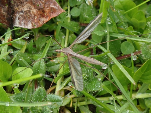 Marsh Crane Fly, photo 6 of 7