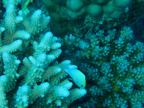 Dascyllus marginatus observed 2026-09-14