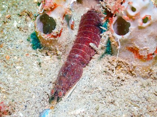 Pseudosquilla observed 2026-09-13