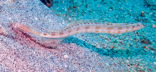 Trichonotus observed 2026-09-13
