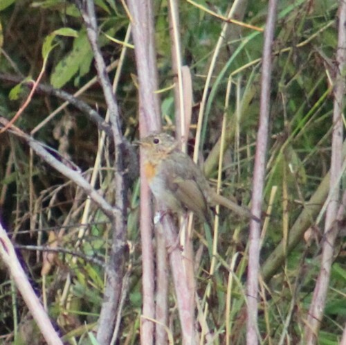 European Robin