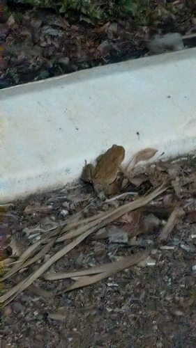 Cane Toad