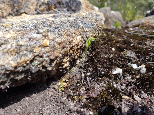Image of Pterostylis parva by (c) Em Lamond, some rights reserved (CC BY)