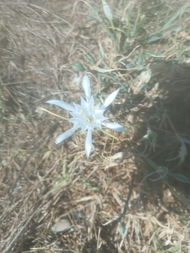 Sea Daffodil