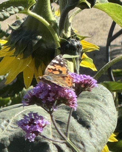 Painted Lady
