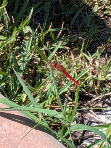 Broad Scarlet