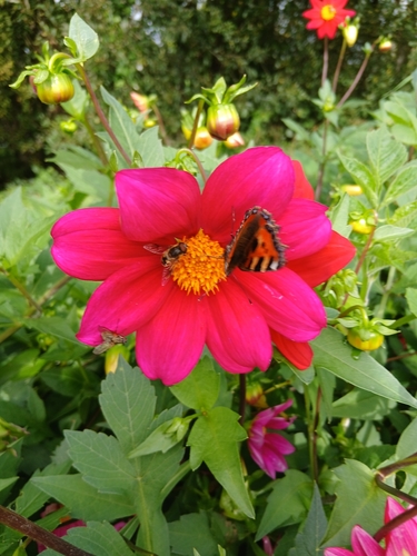 Small Tortoiseshell