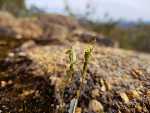 Image of Pterostylis parva by (c) Em Lamond, some rights reserved (CC BY)