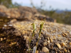 Pterostylis parva