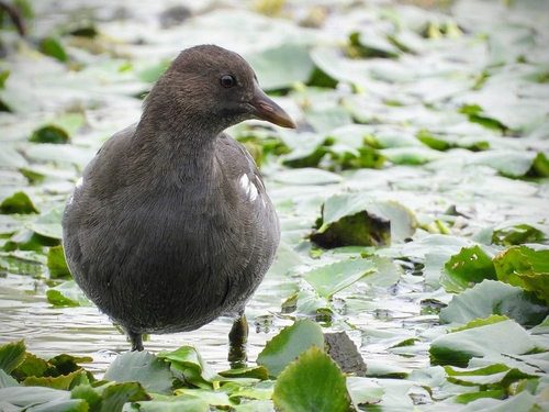 Eurasian Moorhen