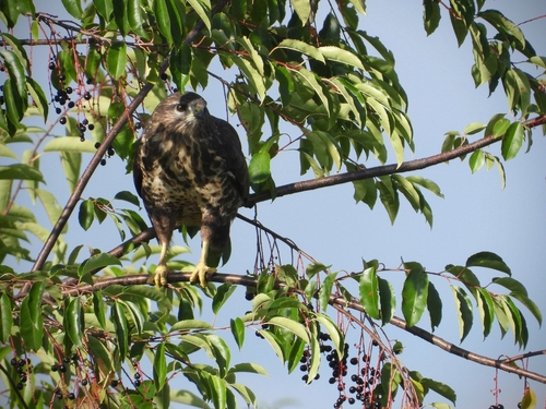 Western Common Buzzard