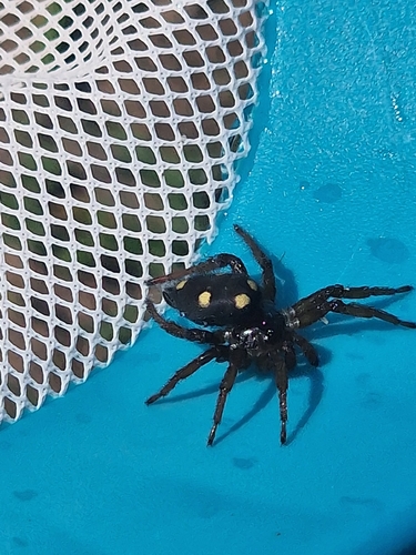 Five-spotted star-web spider