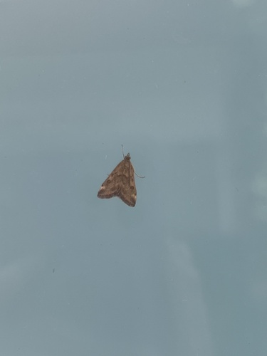 Straw-barred Pearl