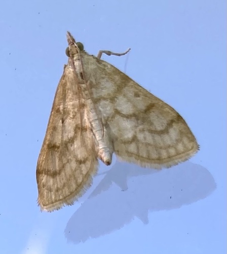 Scarce Straw Pearl