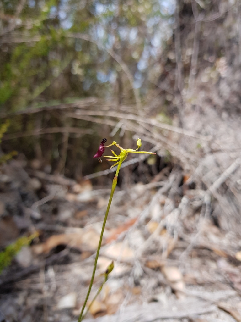 Drakaea micrantha