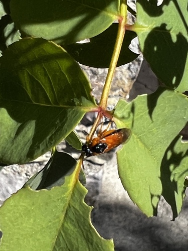 Rose Sawfly