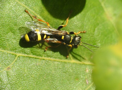 Field digger wasp