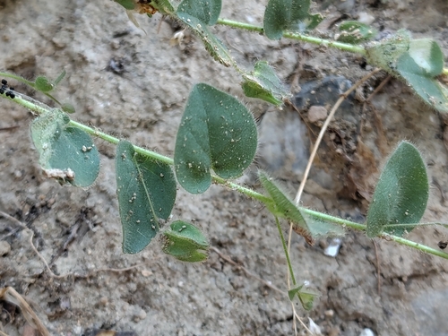 Kickxia spuria, photograph 5