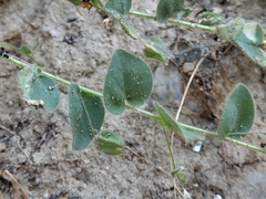 Kickxia spuria, photograph (c) Augustin Soulard, some rights reserved (CC BY)