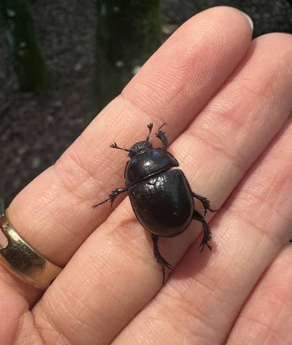 Woodland Dor Beetle