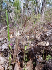 Pterostylis pyramidalis