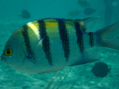Indo-Pacific Sergeant Major