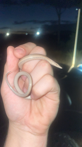 Burton's Legless Lizard