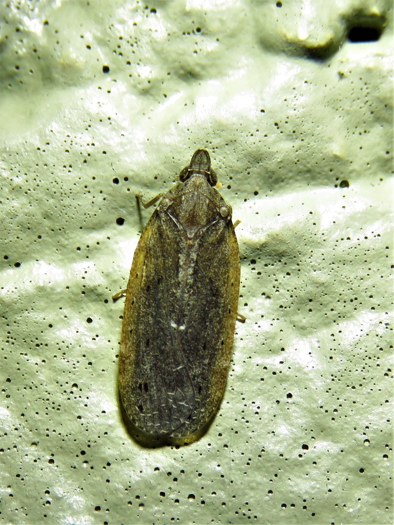 Cixidia fusca