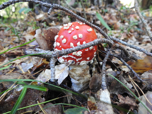 Fly Agaric