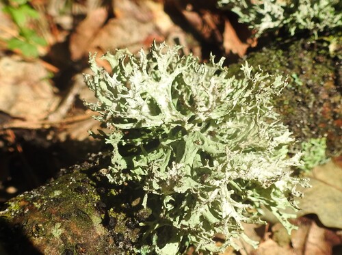 Oakmoss