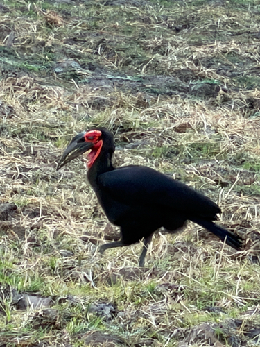 Southern Ground Hornbill