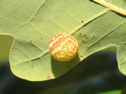 Striped Pea Gall Wasp