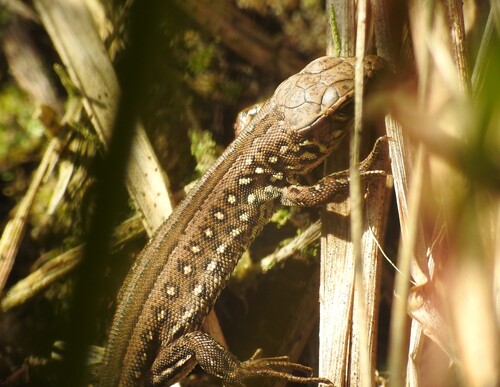 Sand Lizard