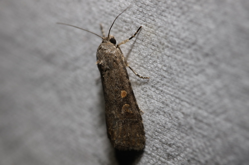 Beet Armyworm Moth