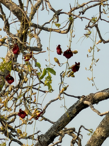 Sausage tree