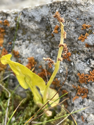 common moonwort