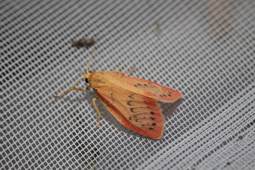 Rosy Footman