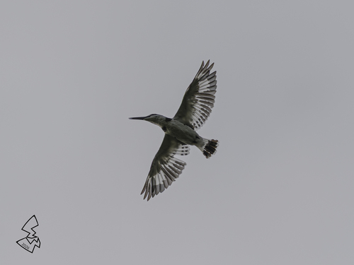Pied Kingfisher