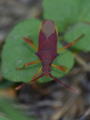 Gonocerus insidiator